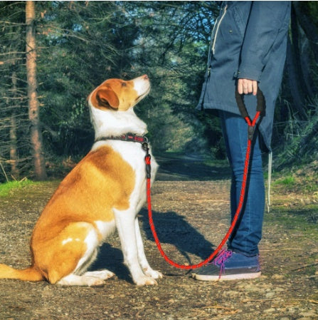 Happy Pup Nylon Dog Leash – Safe Evening Walks for Pets